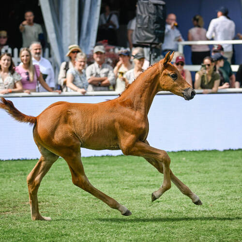 Copyright (C) CSIO / Fotografie Stuppia