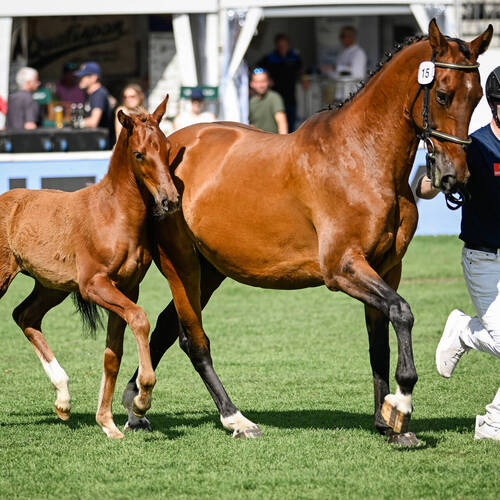 Copyright (C) CSIO / Fotografie Stuppia