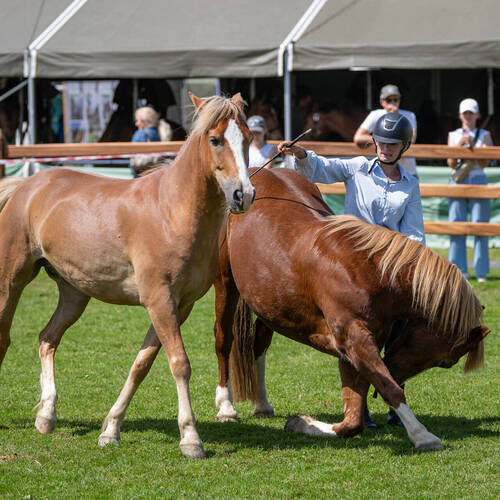 Copyright (C) CSIO / Fotografie Stuppia