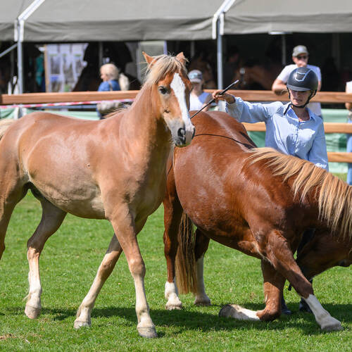 CSIO_St_Gallen_2025